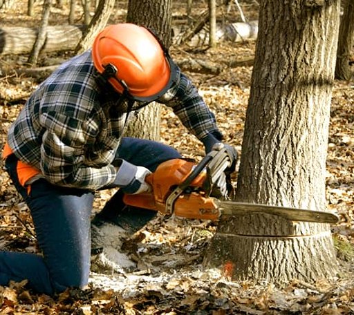 Arborist assessing tree health in Connecticut
